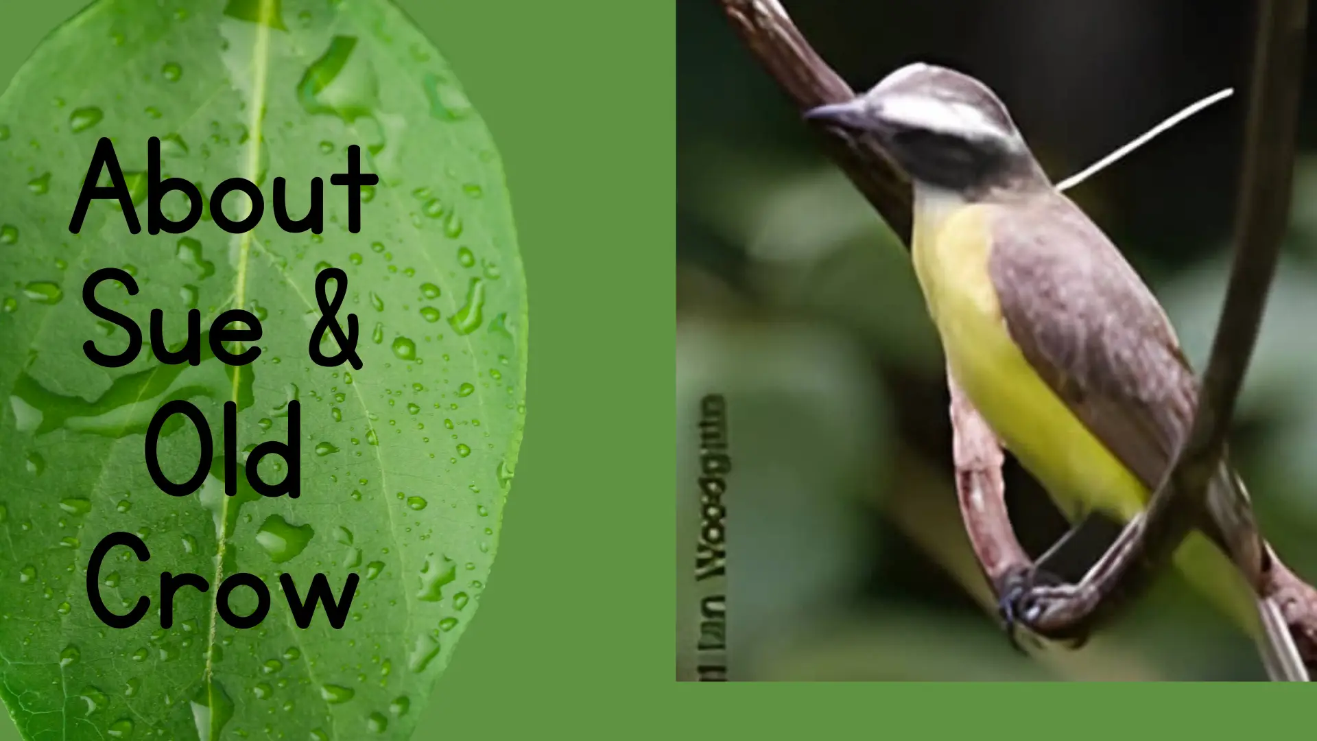A small bird perched on a branch next to a dewy green leaf with the words "About Old Crow" nature-inspired banner image for the About page